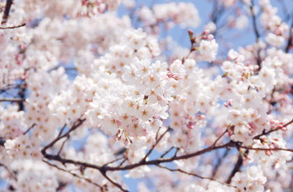 여의도&amp;#44; 경주&amp;#44; 서울 강남구&amp;#44; 장수군&amp;#44; 청양군의 공통점은? 🌸 벚꽃 개화 시기 &amp; 명소 총정리!