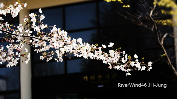 대저 뚝길 벚꽃