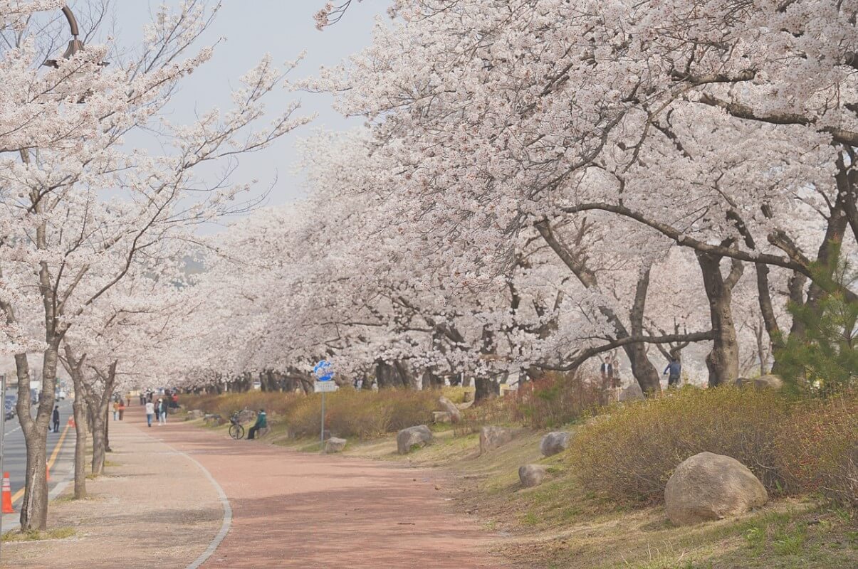 흥무로 벚꽃길