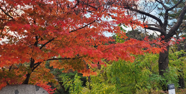 서울대공원 단풍나무