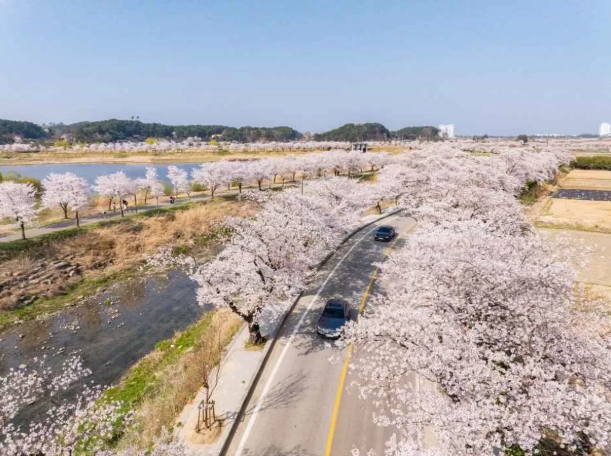 2026 전국 벚꽃 개화시기