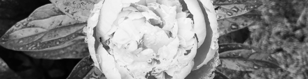 작약 모종 판매