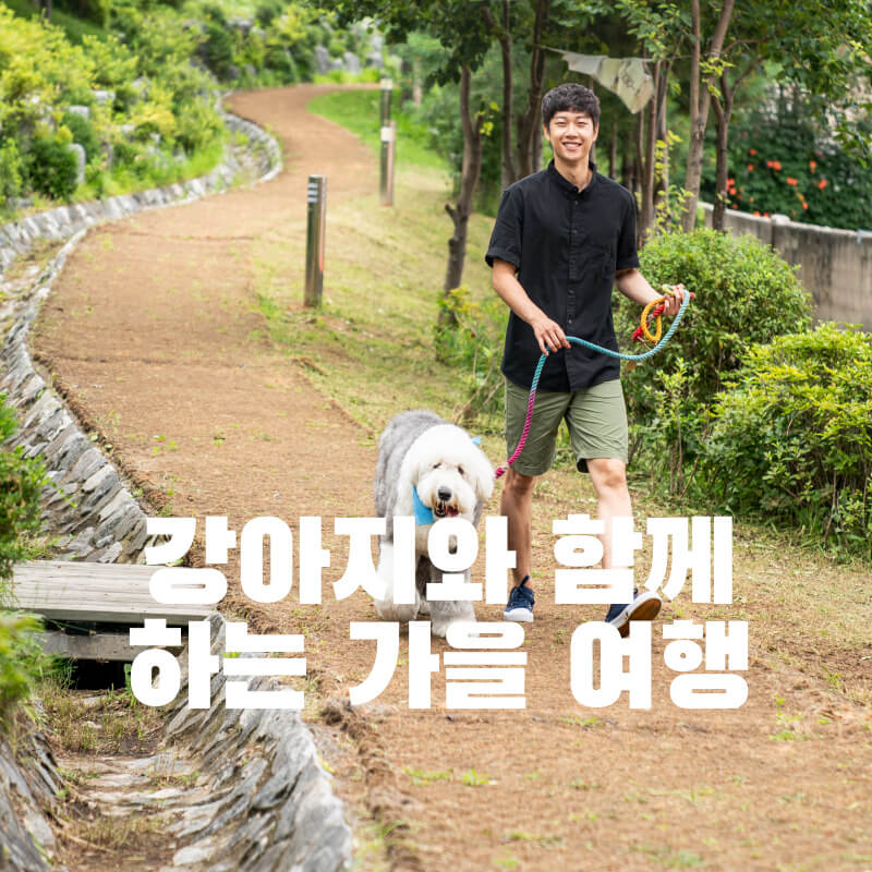 강아지와 함께하는 가을 여행