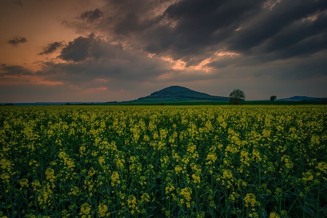 강원도 삼척 맹방유채꽃축제 2025 완벽 가이드