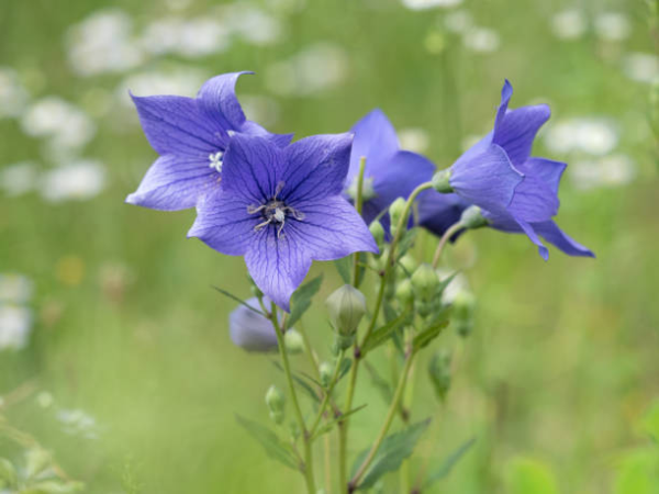 도라지는 어떤 식물 인가요