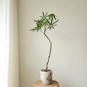 &amp;quot;실내식물