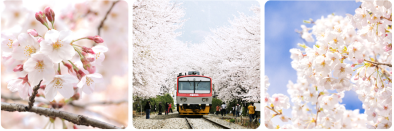 벚꽃이 만개한 경화역에 기차가 지나가는 모습과 벚꽃 클로즈업 이미지