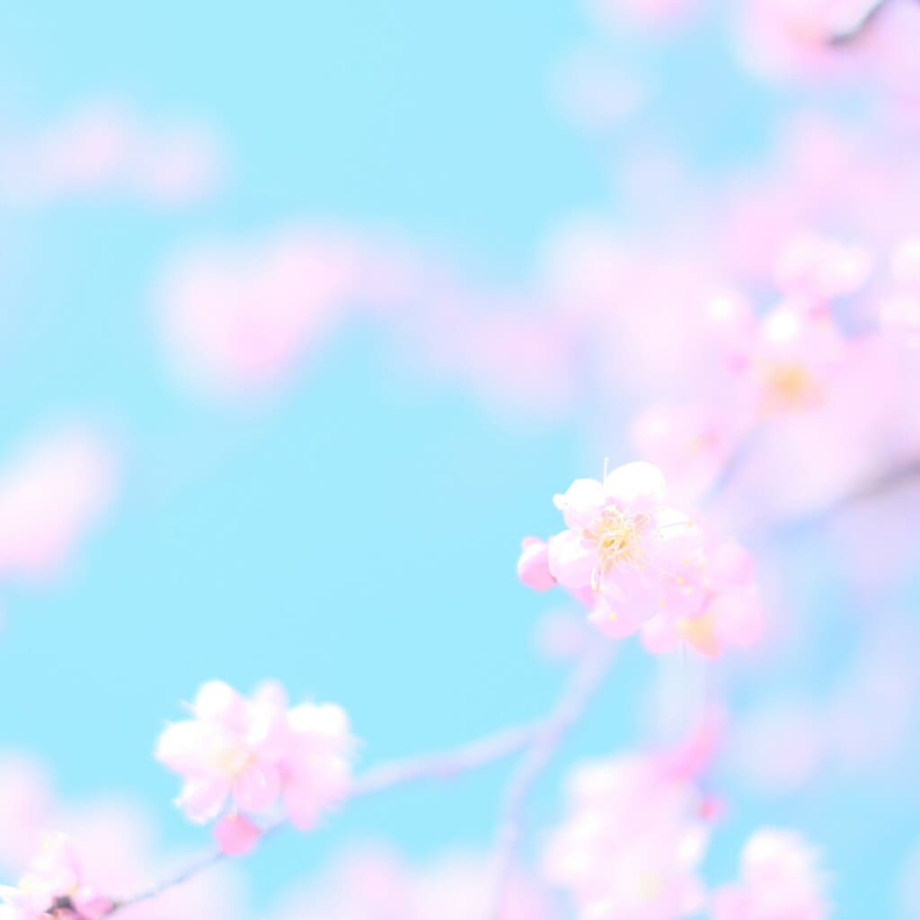 2025년 봄, SNS에서 핫한 빛 & 꽃 축제! 인생샷 명소 총정리