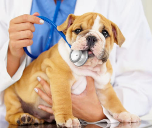 강아지 중성화수술