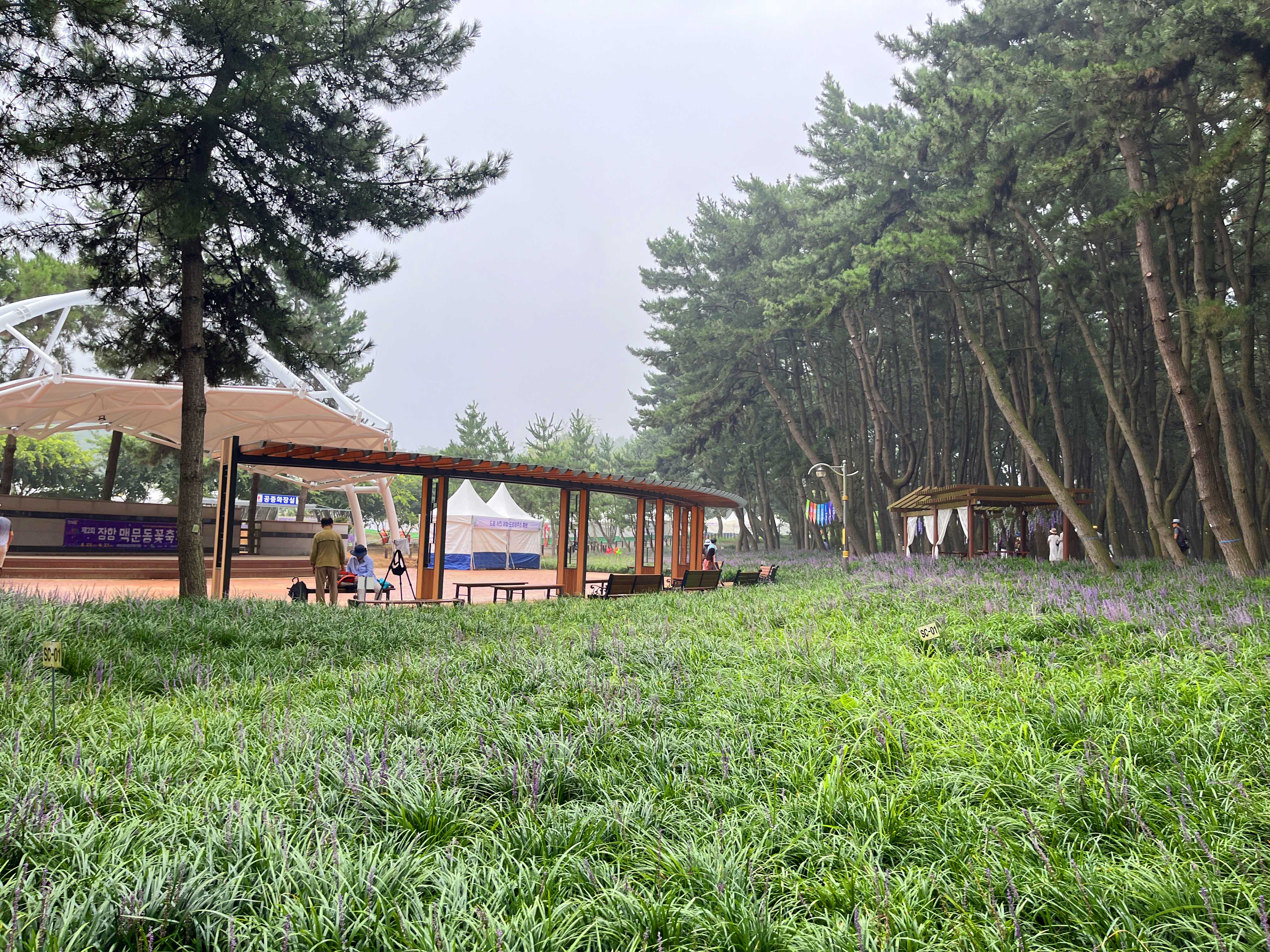 장항 맥문동 축제 