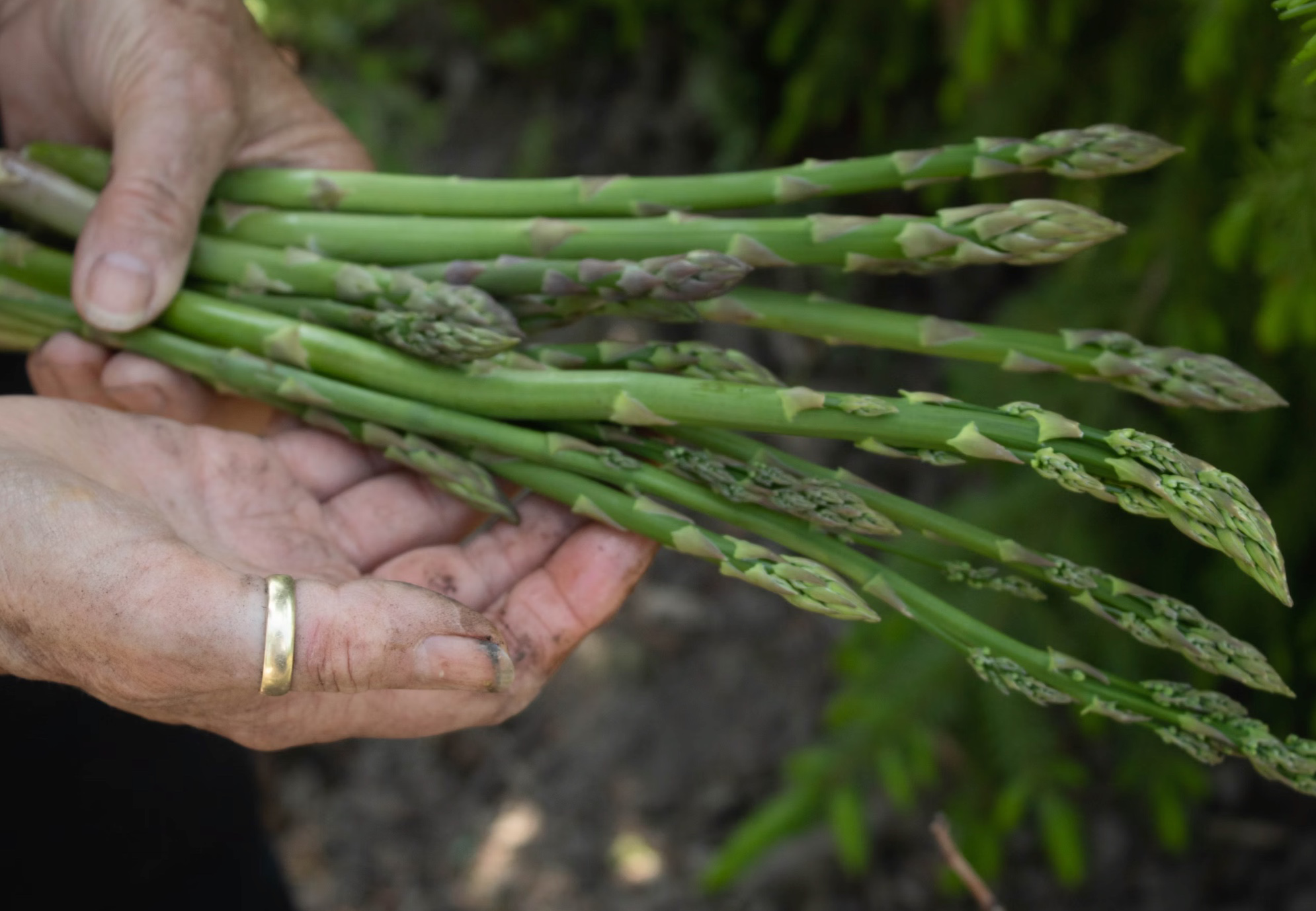 아스파라거스 세척