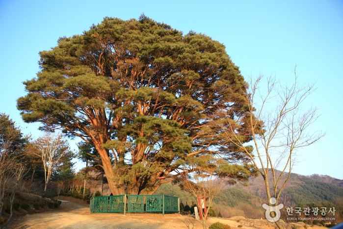 무주 삼공리 반송