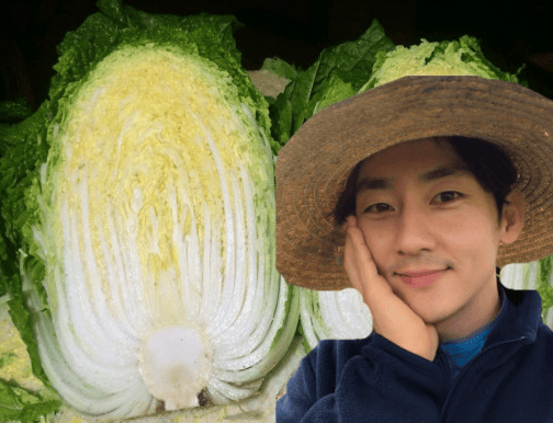 절임배추 추천 순위 TOP 5(24년 11월) - 네이버, 쿠팡 절임배추 판매 분석