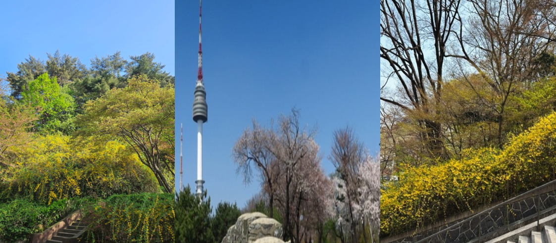 서울 남산의 봄