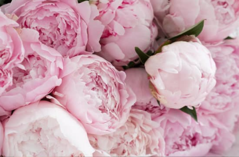 작약 키우기&amp;#44; 작약꽃 꽃말