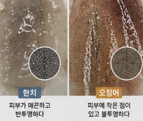 한치와 오징어 차이