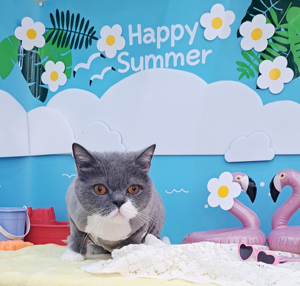 브리티쉬 숏헤어 무마취 미용