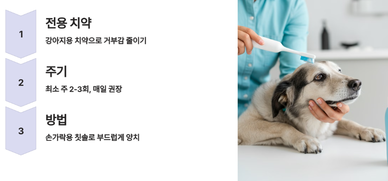 치아관리
