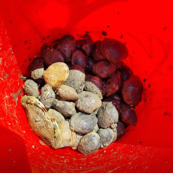 십리포갯벌체험장