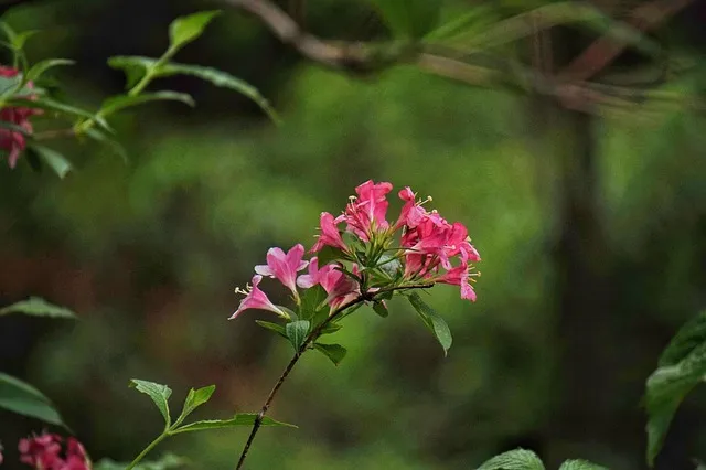 병꽃 무늬병꽃 삼색병꽃 붉은병꽃 아름다운 꽃 종류_2