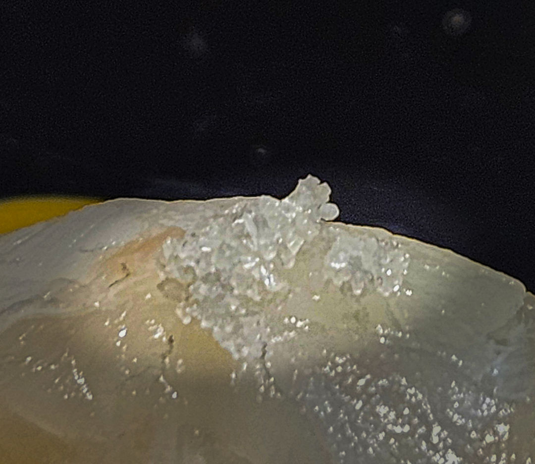 스시코호시 동탄 광어