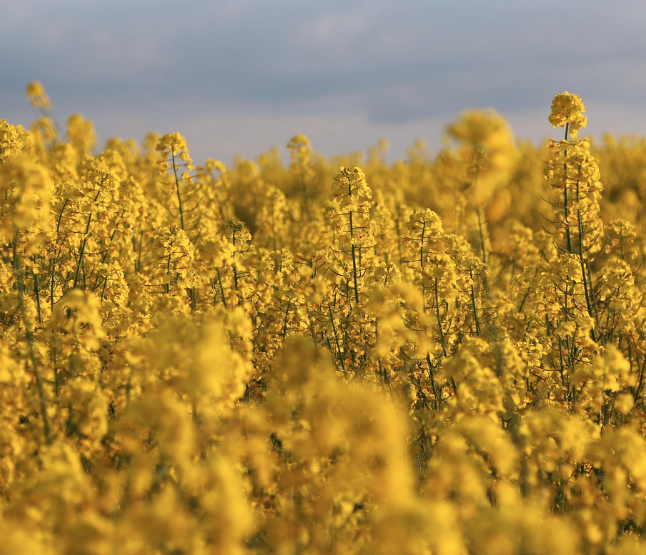 창녕 낙동강 유채축제