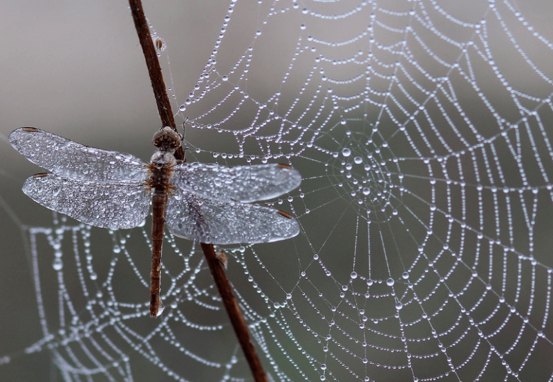 거미줄에 걸린 잠자리 사진