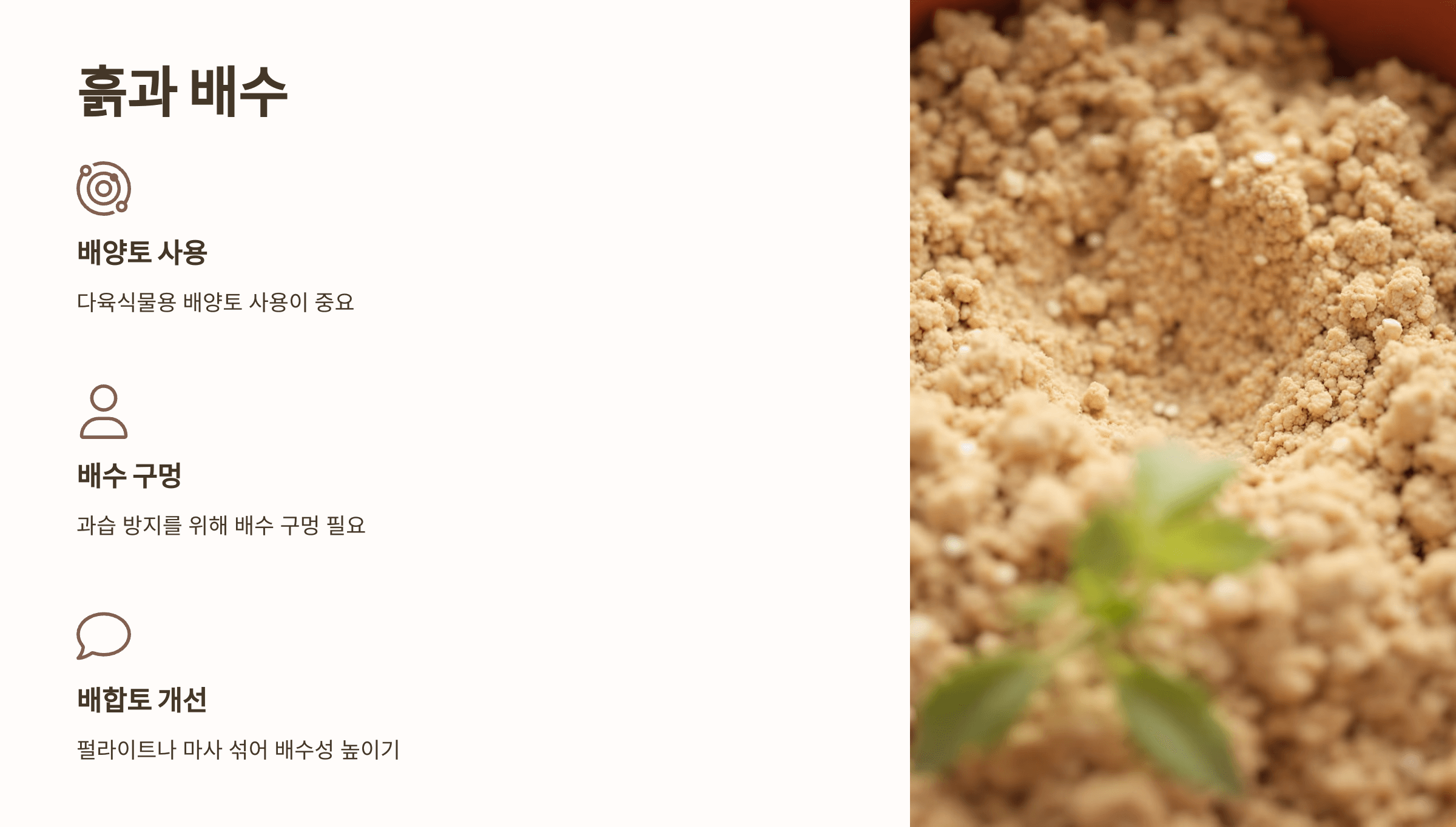 금전수와 관련된 사진입니다.