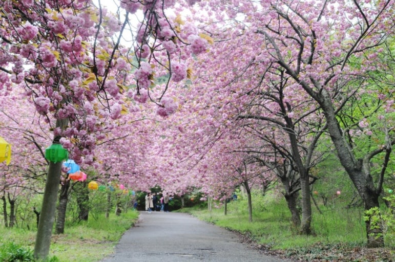 서산 문수사 겹벚꽃