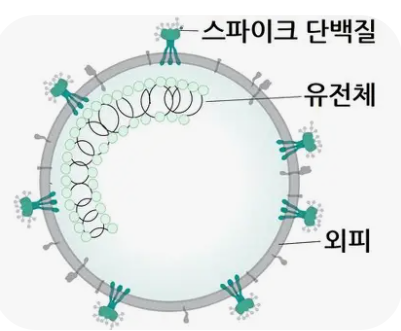 코로나 바이러스의 외피 속 스파이크 단백질