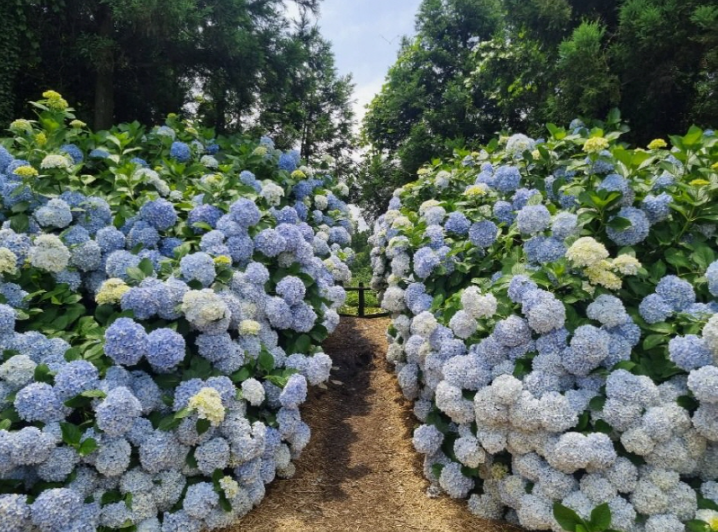 보롬왓 수국정원 축제
