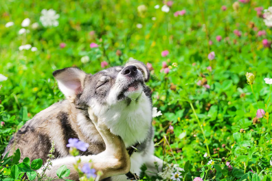 몸을 긁는 개의 심리 몸에 이물질이 묻는다.