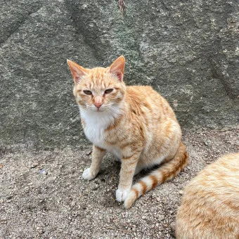 &amp;quot;길고양이