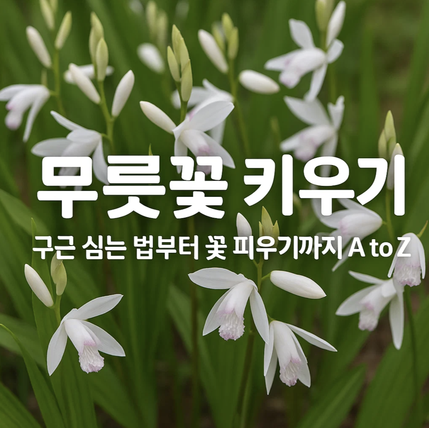 무릇꽃 키우기, 구근 심는 법부터 꽃 피우기까지 A to Z