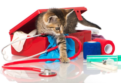 아기 고양이와 도구들.