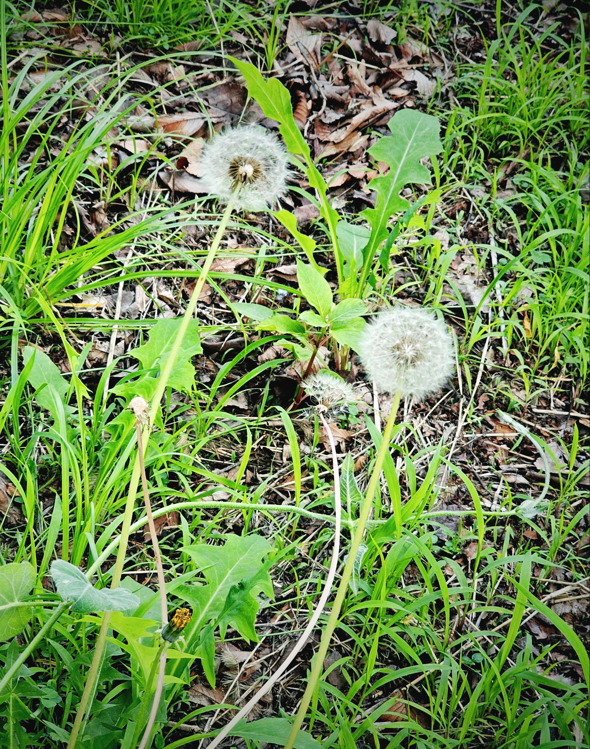 민들레 홀씨 이미지