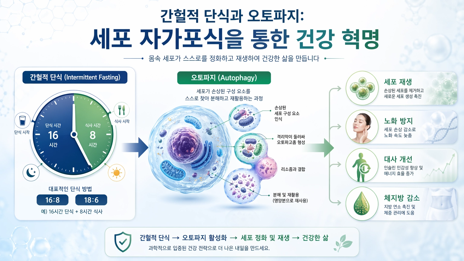 간헐적 단식과 오토파지