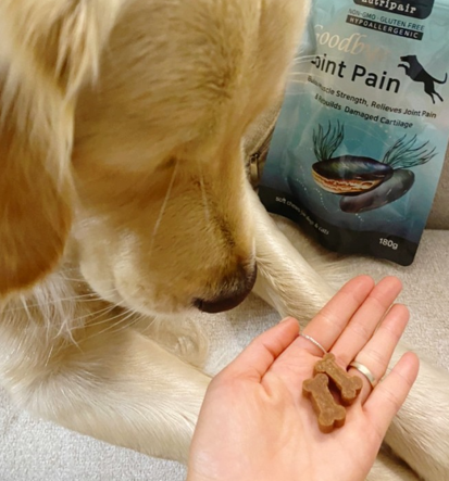 강아지 고관절 이형성증 원인, 예방법 수술 전 확인