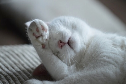 고양이 만성탈수 확인 방법