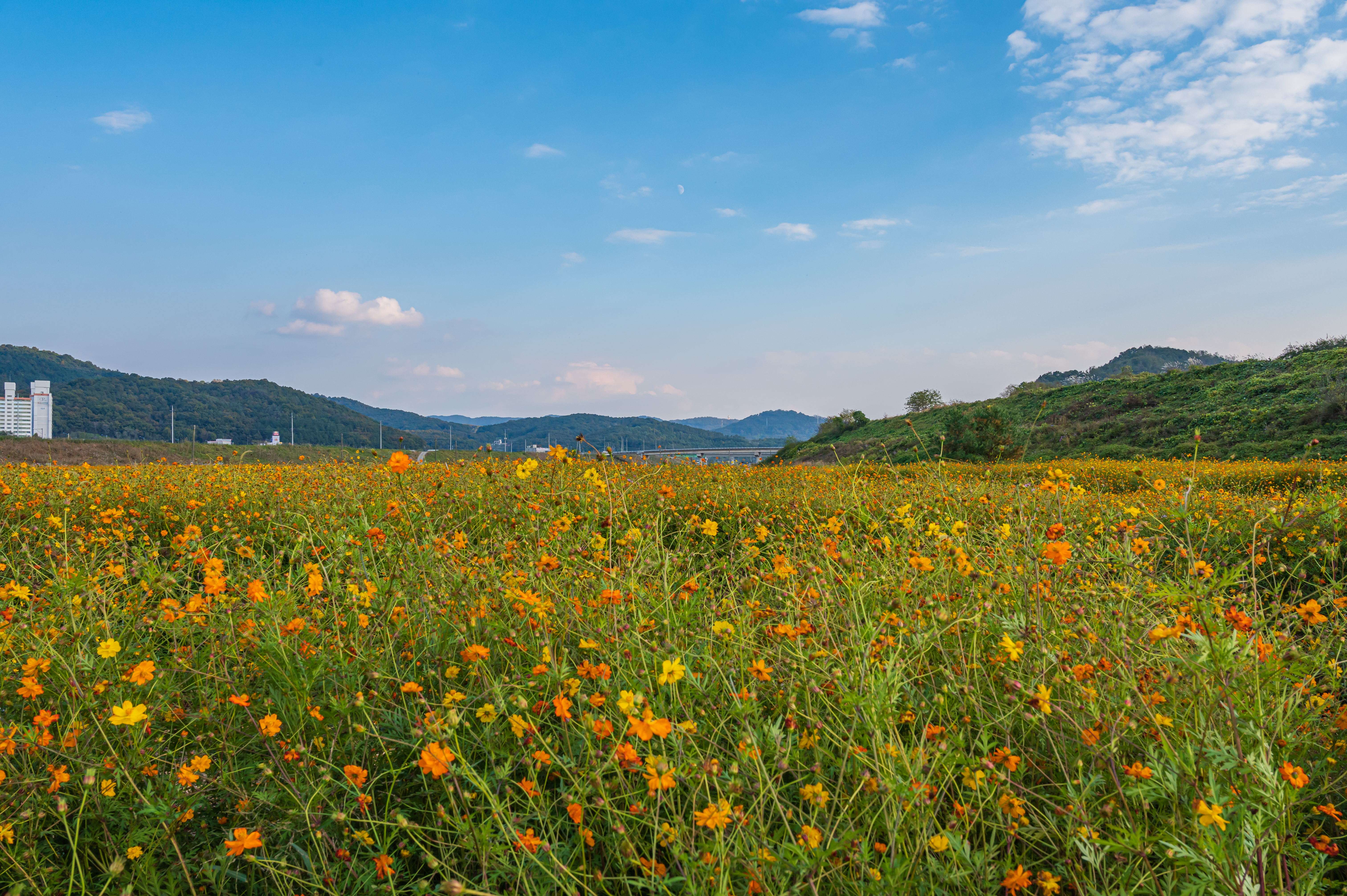 ์ฝ์ค๋ชจ์ค ๋ง๊ฐ '์ธ์ข
์ฒ๋ฐ๊ทผ๋ฆฐ๊ณต์'