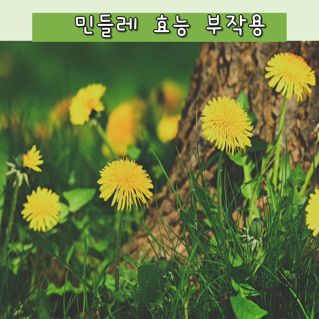 민들레 효능 부작용