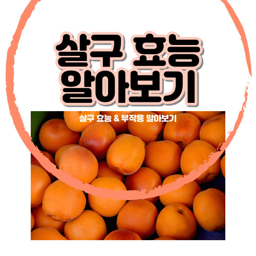 살구 효능