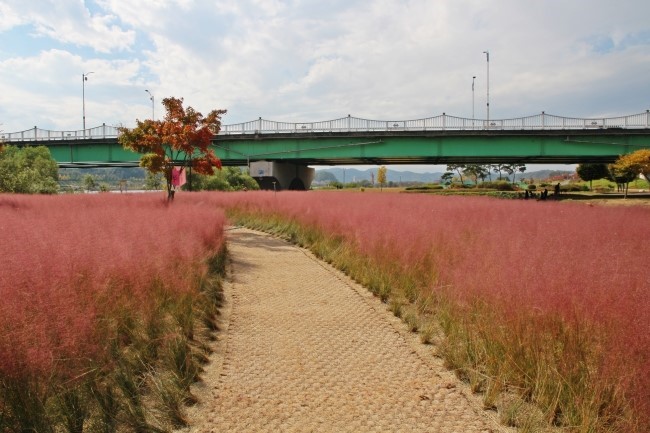 [국내가을여행지추천] 단풍명소 - 경북 가을 여행지 추천 그라스원