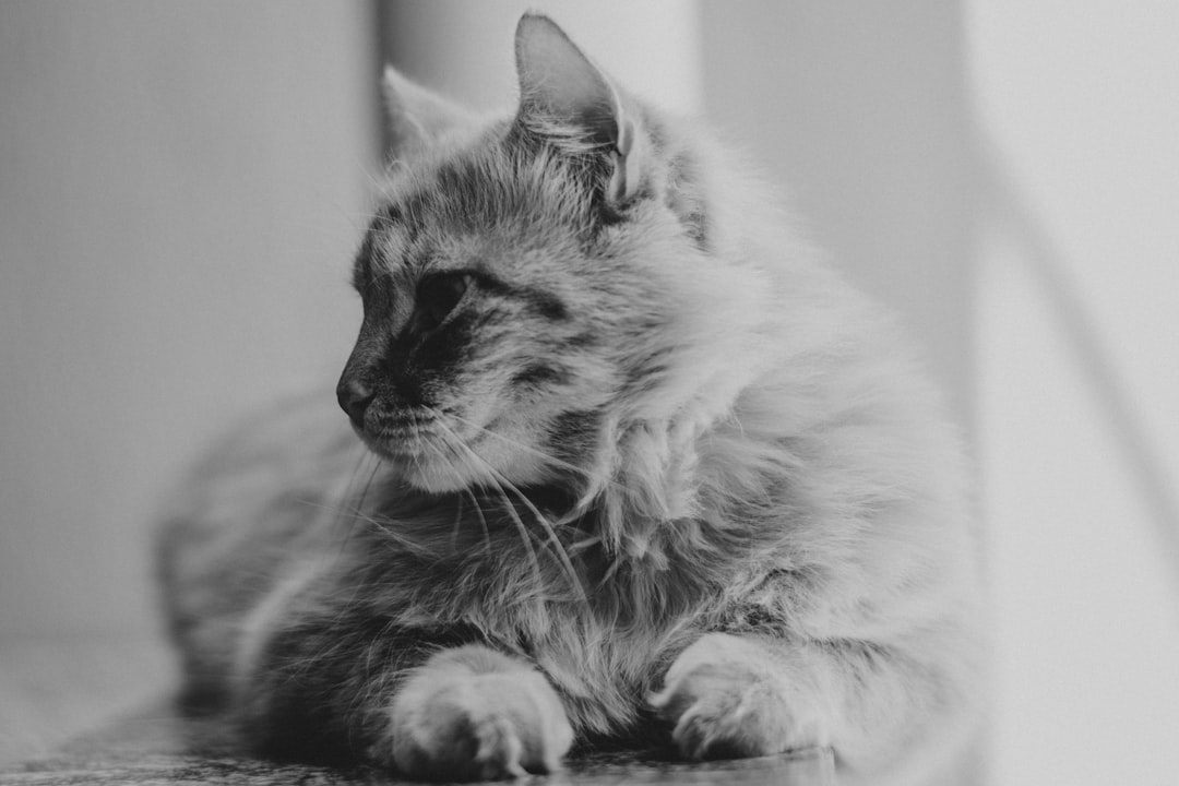 Feline