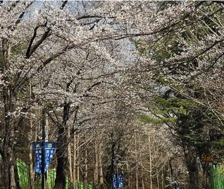 고양 벚꽃