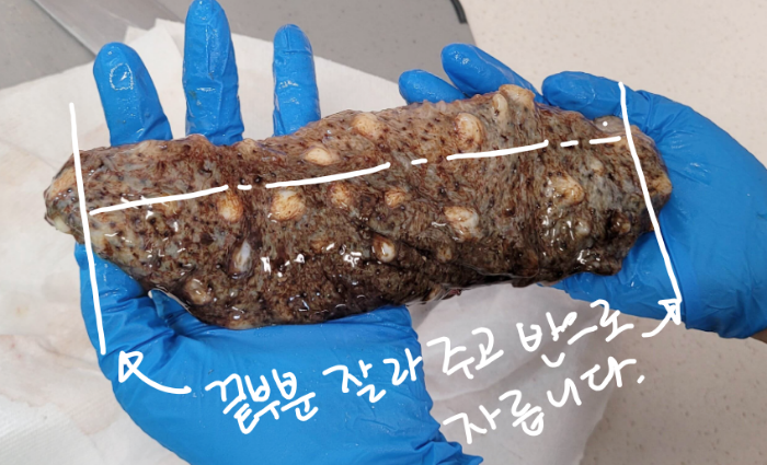 해삼
