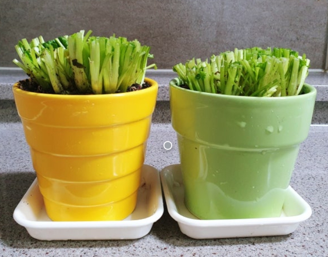 집에서 고수 키우기