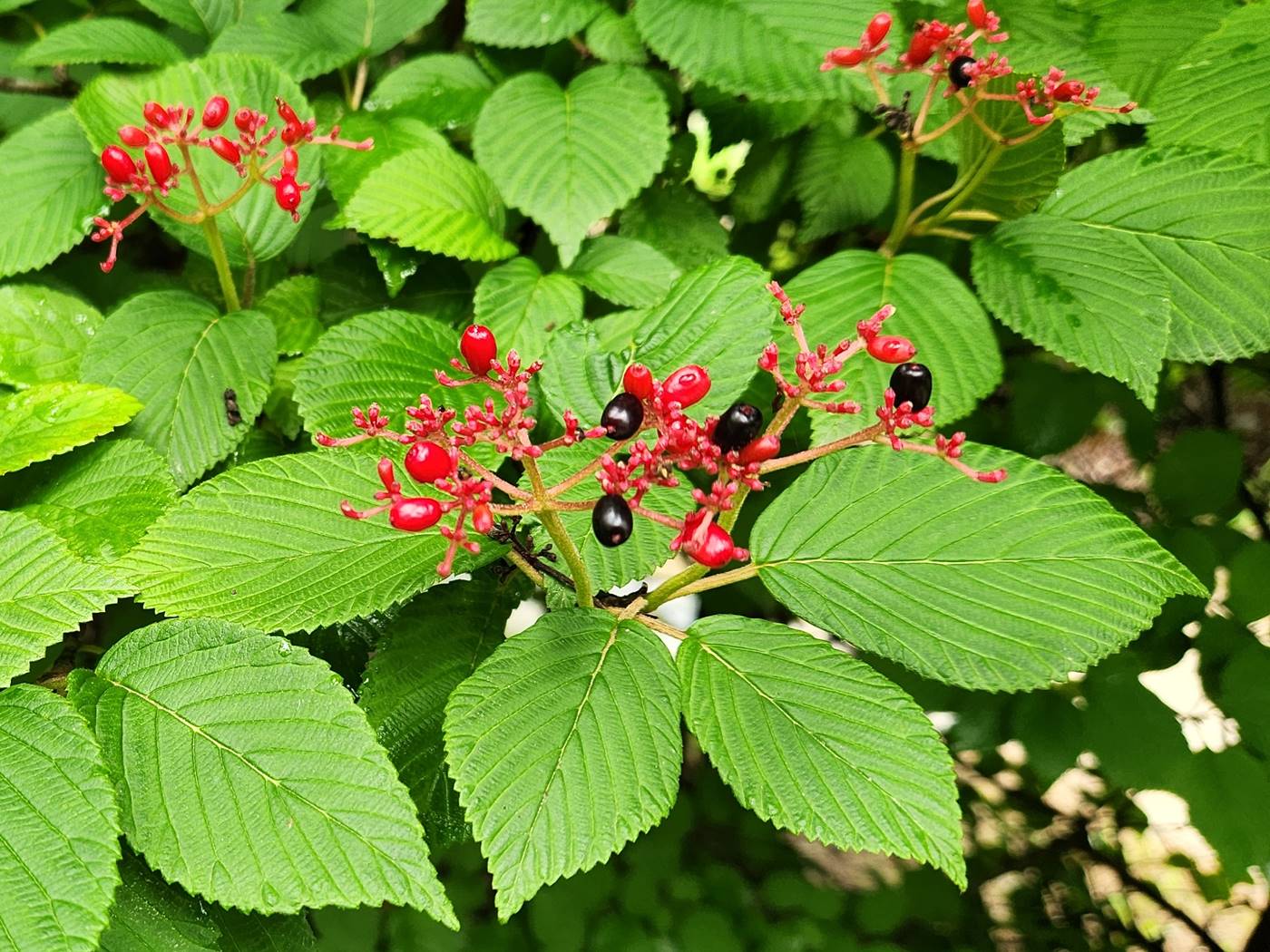 설구화 라나스(라나스덜꿩나무)