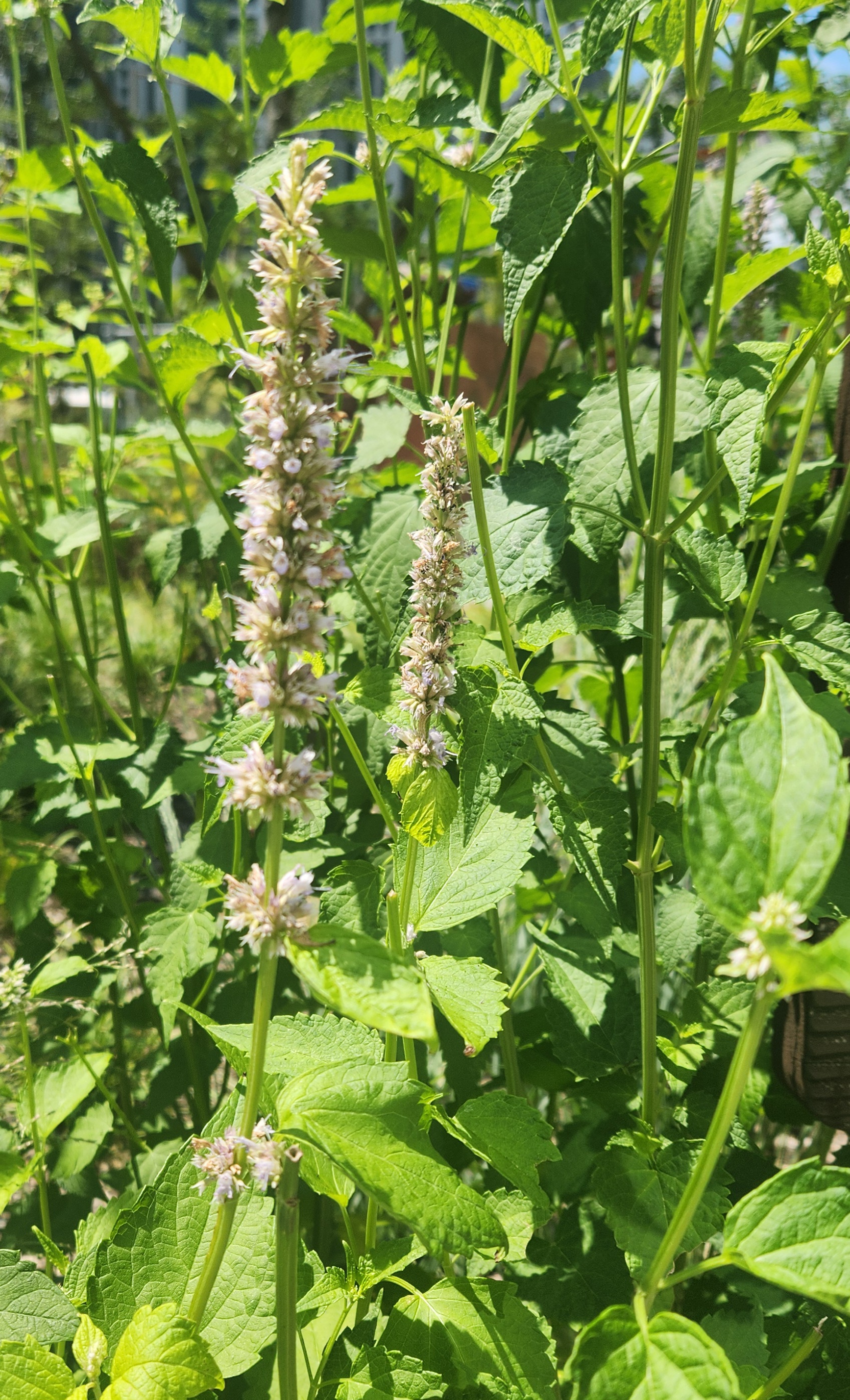 직접 찍은 배초향꽃차 재료 사진