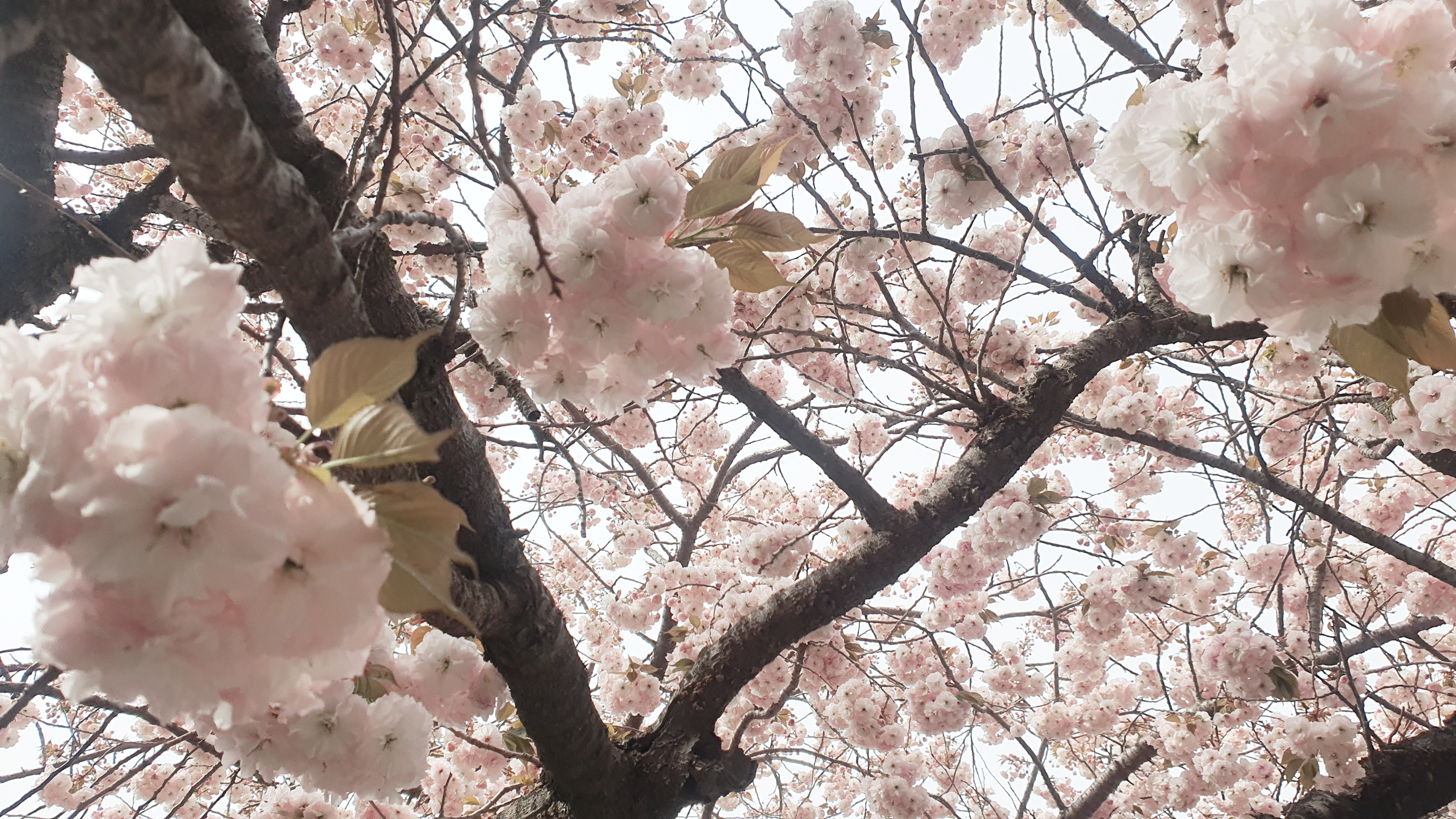 서산 개심사 충남 겹벚꽃 청벚꽃 명소